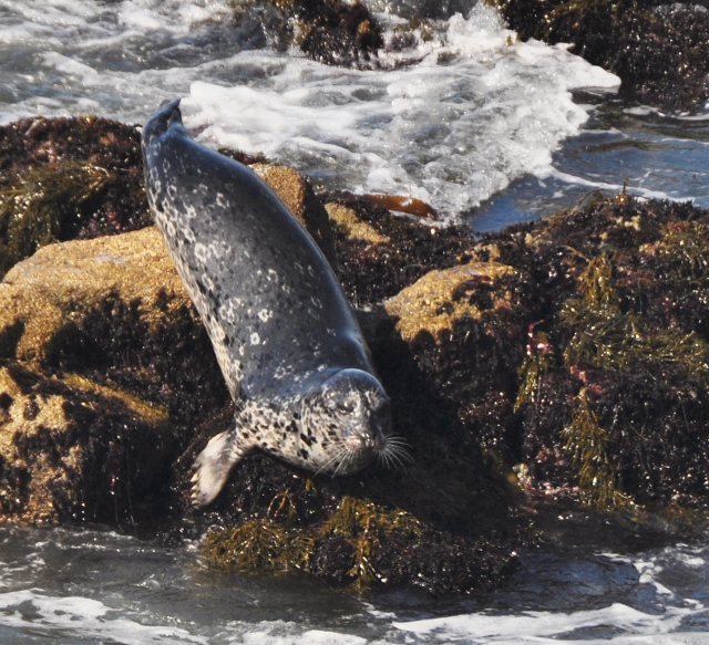Pacific Grove